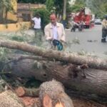 Operativo Poda de arboles zona escolar